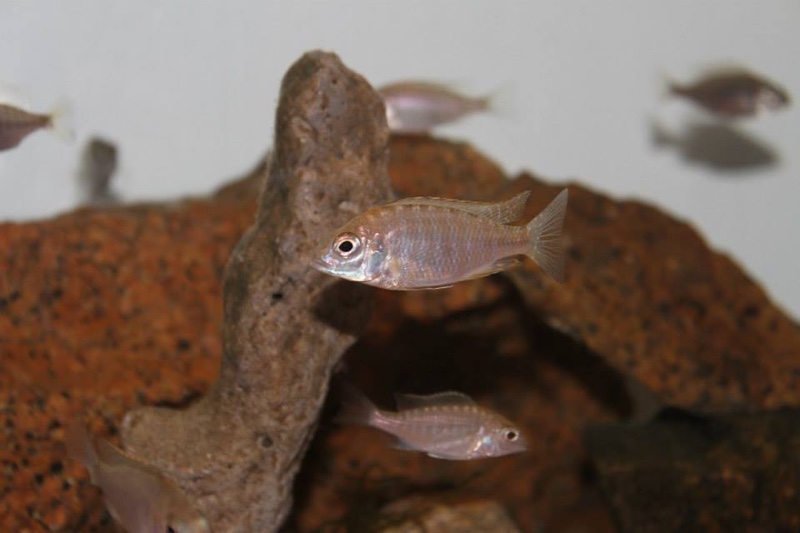 Aulonocara sp. 'deep lutheri' Gome